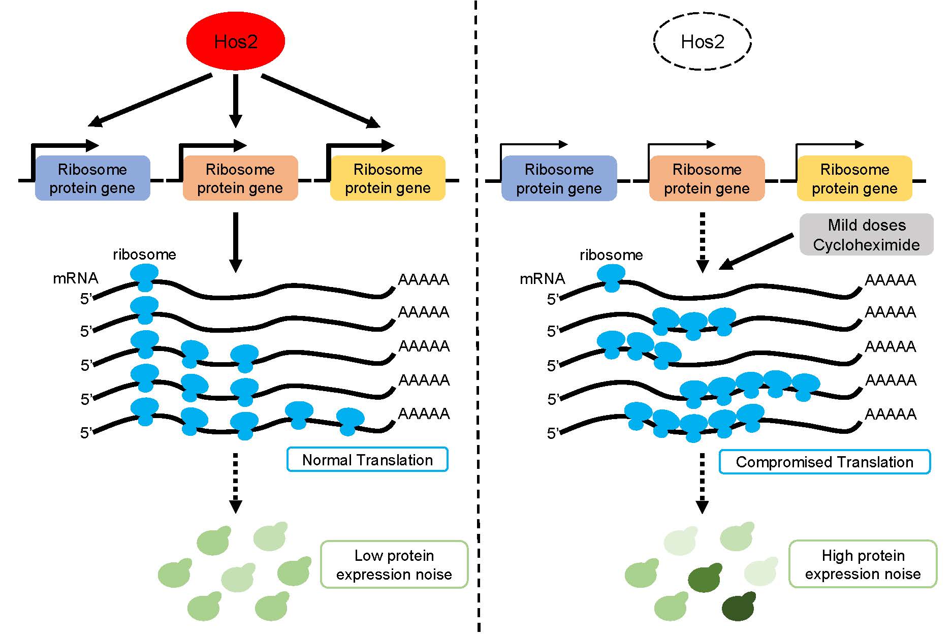 Histone deacetylase Hos2 regulates protein expression noise by potentially modulating the protein translation machinery